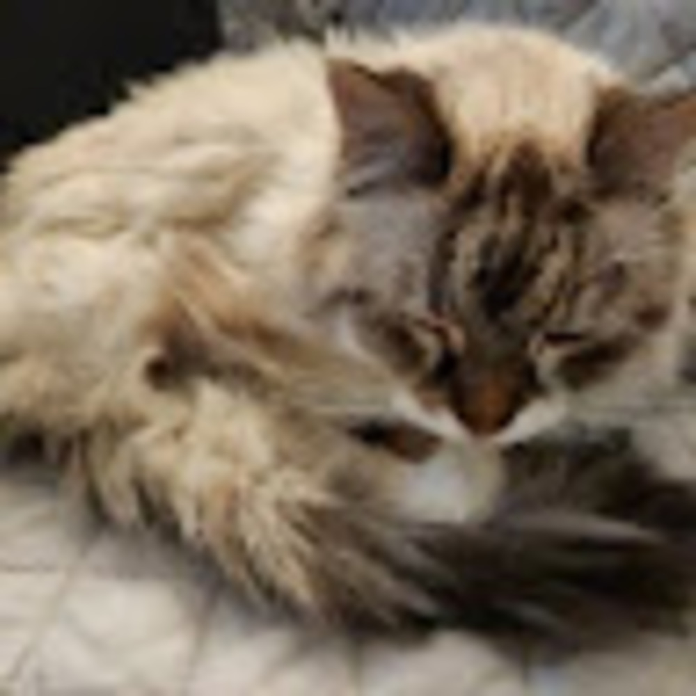 Meet your Posher, Aravis